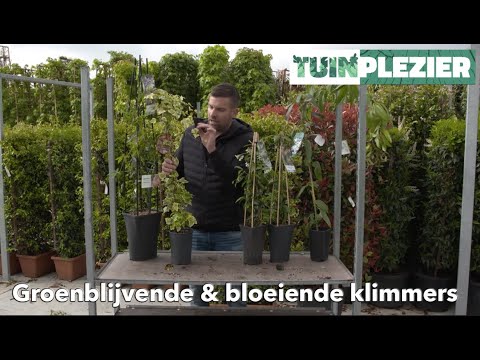 Video: Waar groei kamperfoelie die beste?