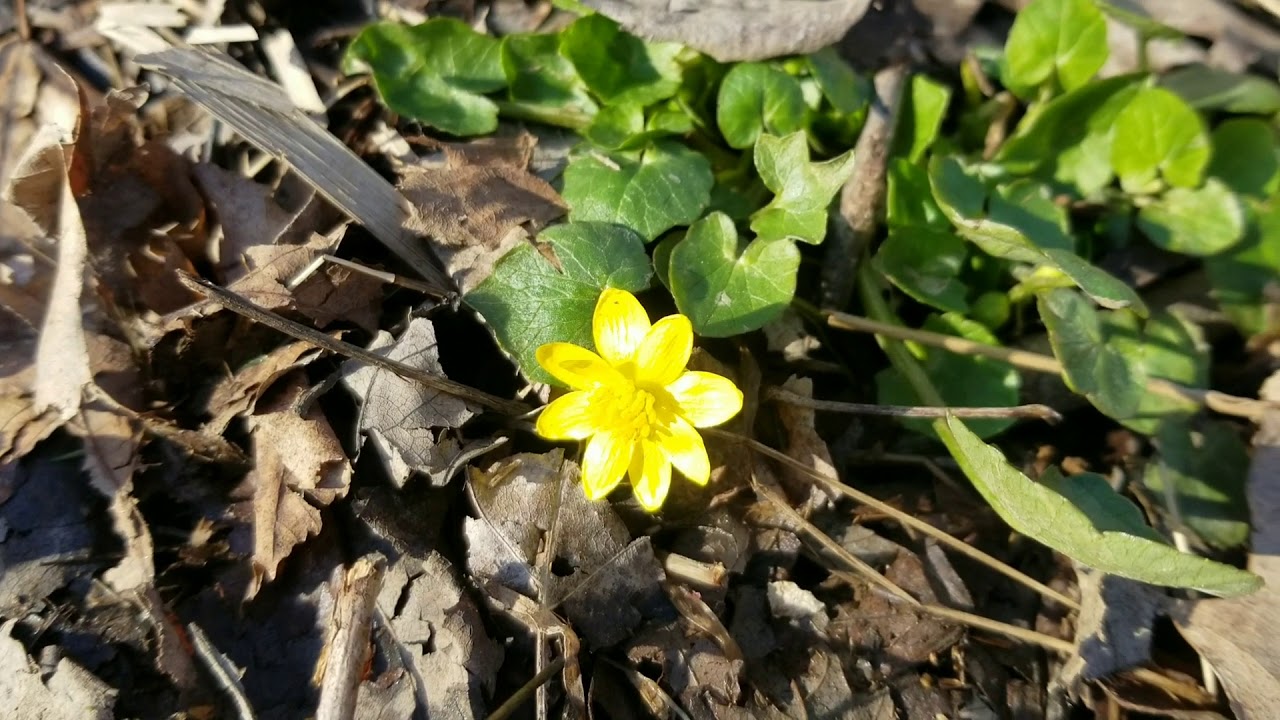 Fig Buttercup Toxic Plants YouTube