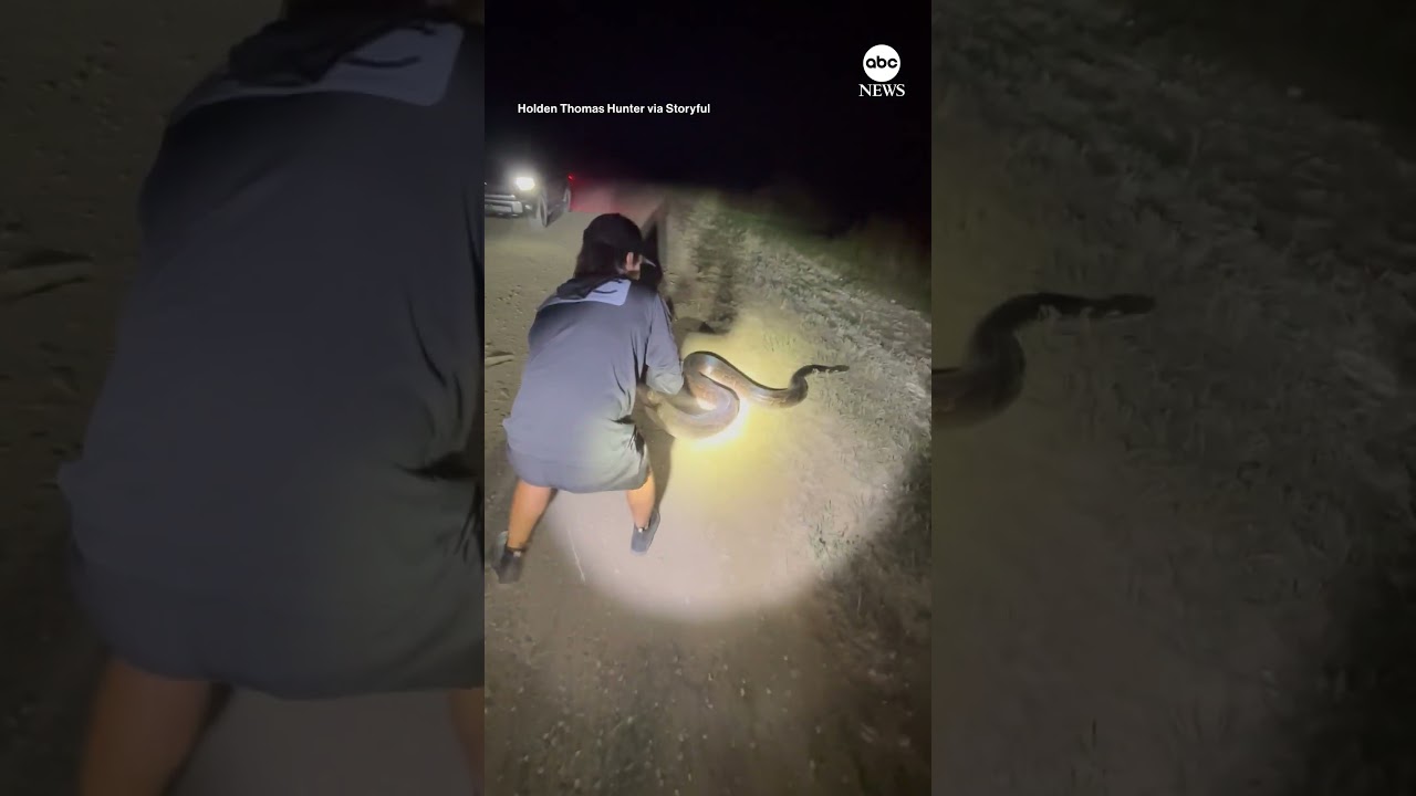 Massive Burmese python captured in Florida