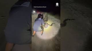 Massive Burmese python captured in Florida