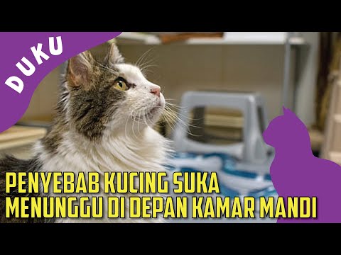 Video: Kenapa Kucing Saya Ikut Saya Ke Bilik Mandi?