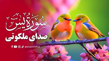 تلاوت زیبای سوره یاسین - صدای ملکوتی با ترجمه فارسی | Surah Yaseen (Yasin)