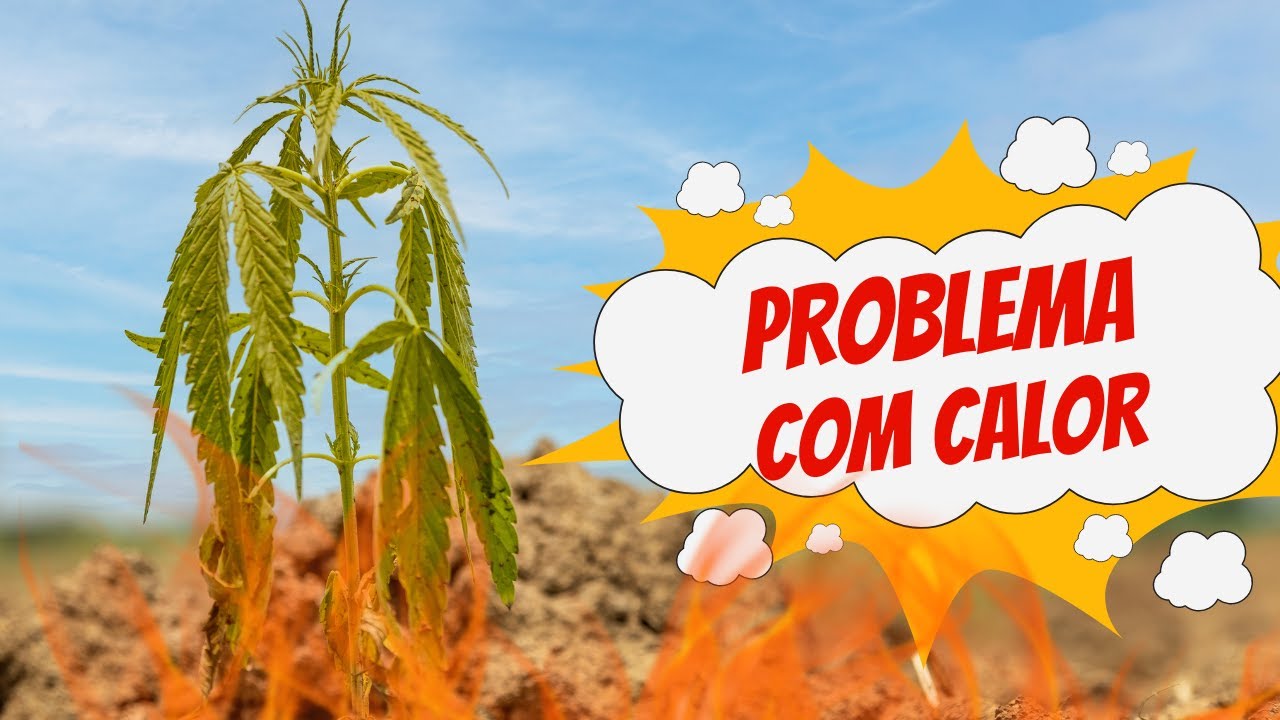 Problema de calor no cultivo