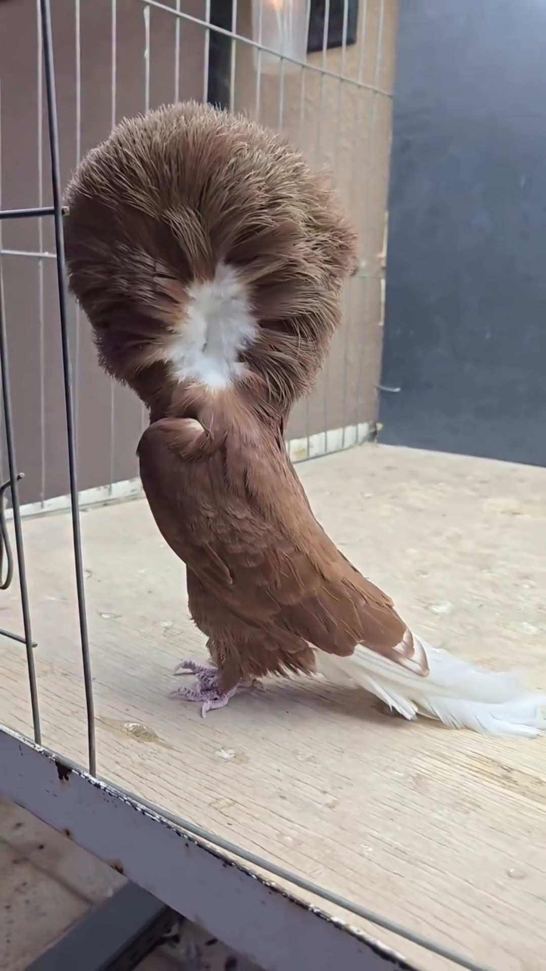 😁தமிழின் சிறப்பு - ShareChat