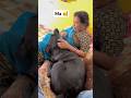 Maa + Bella = Double masti, double pyaar! 🌸🐶 #youtubeshorts #labrador #dog #cute #funny #trending