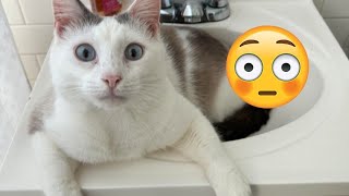 Funny Cat Videos | Cute Cat Videos 😺😳 cat get shocked 😦❤️ #52