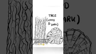 I was practicing drawing texture, here are the results #art #fyp #drawingreference #digitalpainting