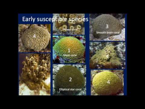 Stony Coral Tissue Loss Disease Florida - YouTube