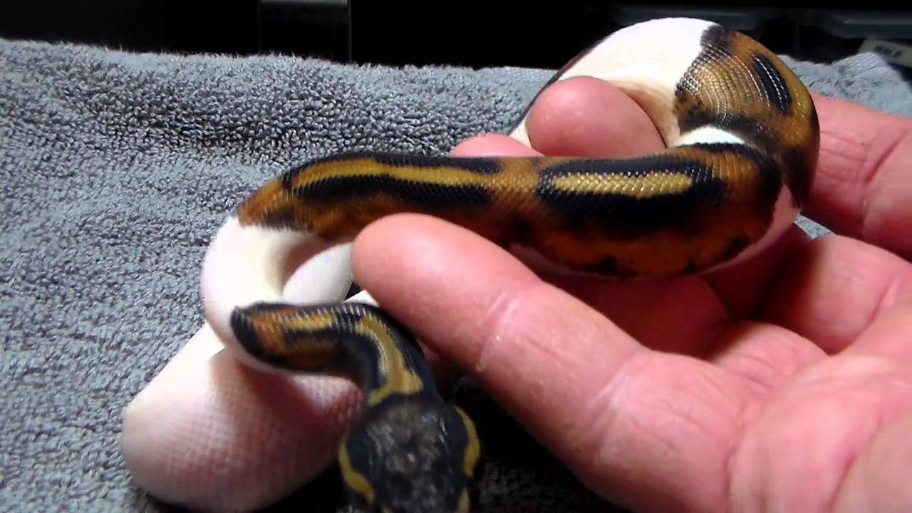 lizard skin grips Super high white Yellowbelly Pastel Pied and a high white pied