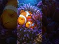 🌙 Clownfish Sleep Music | Delta Wave Binaural Beats | Free Sleep BGM · Updated Daily | Sleepy Screen