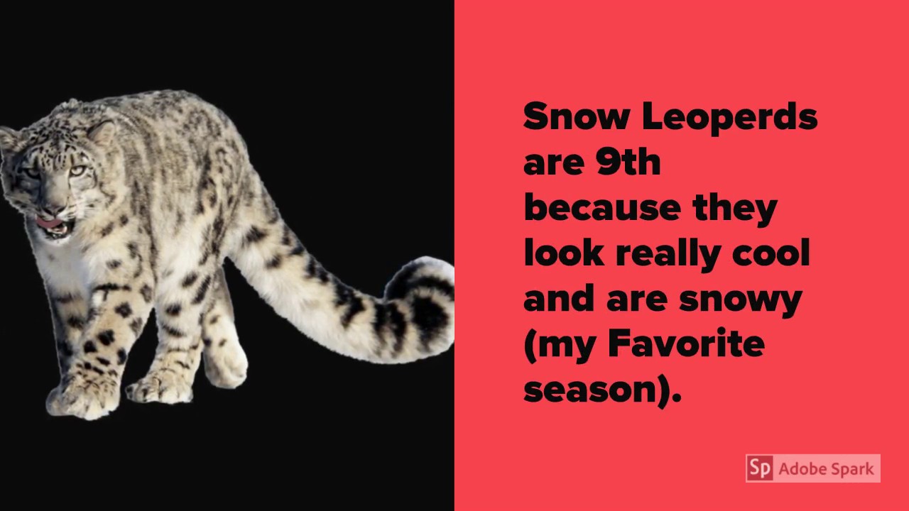 AMAZINGANDYAP'S TOP 10 FAVORITE ANIMALS