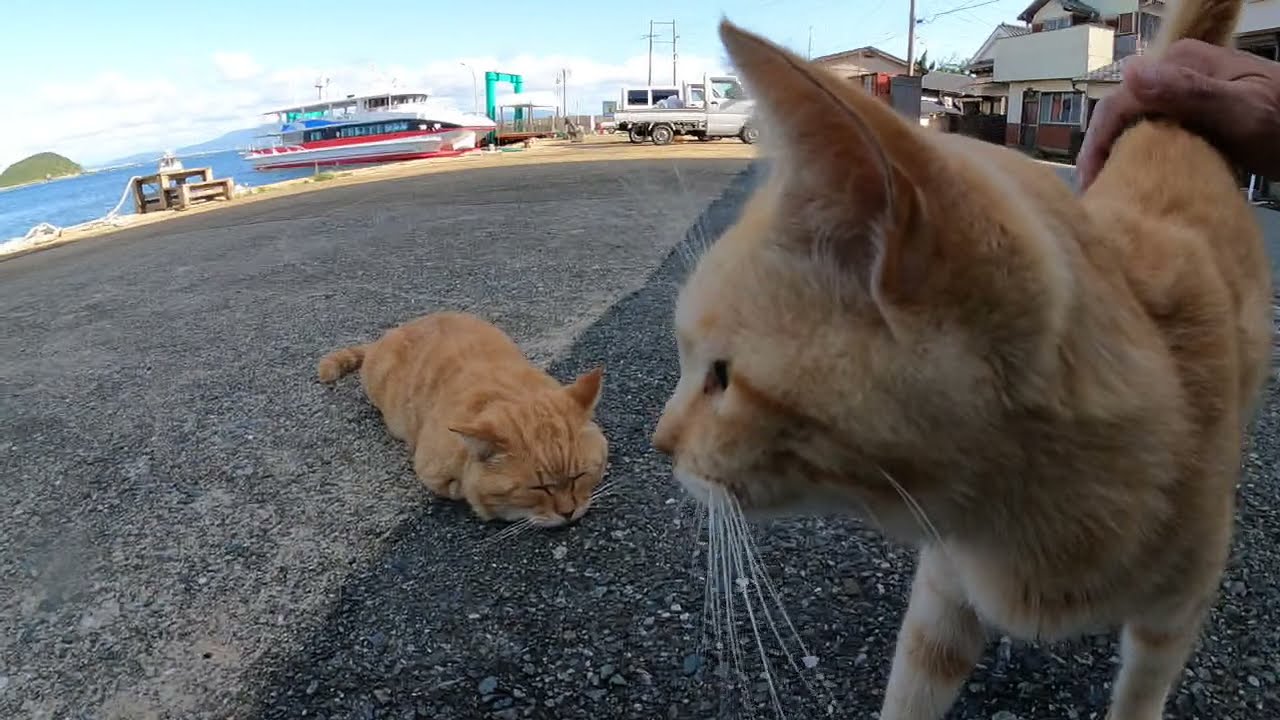 感動猫動画 のライブ配信 Youtube