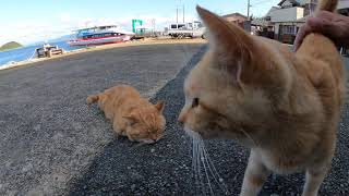 感動猫動画 のライブ配信