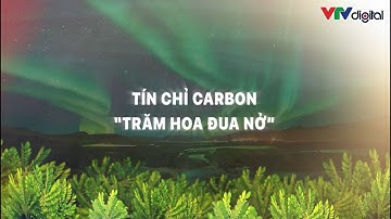 [NETZERO] Tín chỉ carbon – “trăm hoa đua nở”| VTVIndex