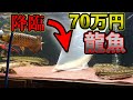 １２年間憧れた激レアの龍魚購入！特選個体『オモ川ビキール』　『アクアリウム』『ポリプテルス』わいるどもん　Omo River bichir