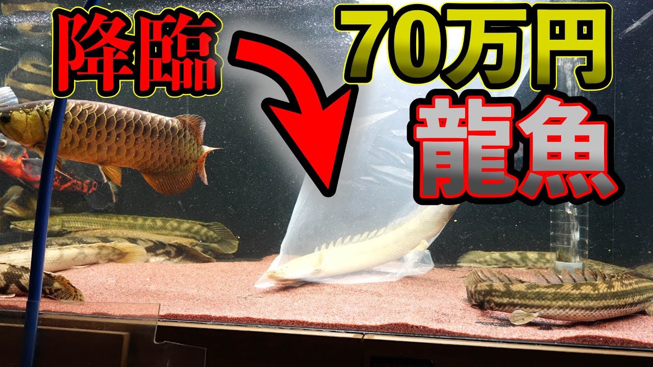 12年間憧れた激レアの龍魚購入！特選個体『オモ川ビキール 