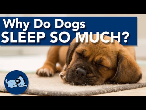 Video: Varför sover coonhounds så mycket?