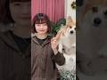 ぴょんぴょんはだ🎶 #매끈매끈하다 #tiktoktrend #corgilife