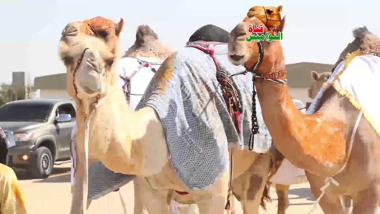 مسيرة فوز راشد بالنص المنصوري سويحان