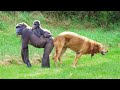 Mother Gorilla and Dog Close Relationship, Mountain Gorilla Start life meeting