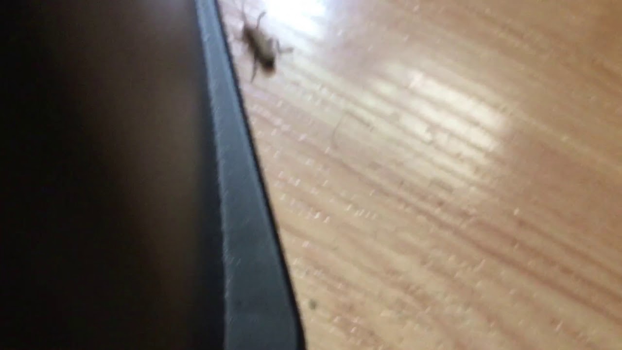 Does anybody know what kind of bug this is it bit me