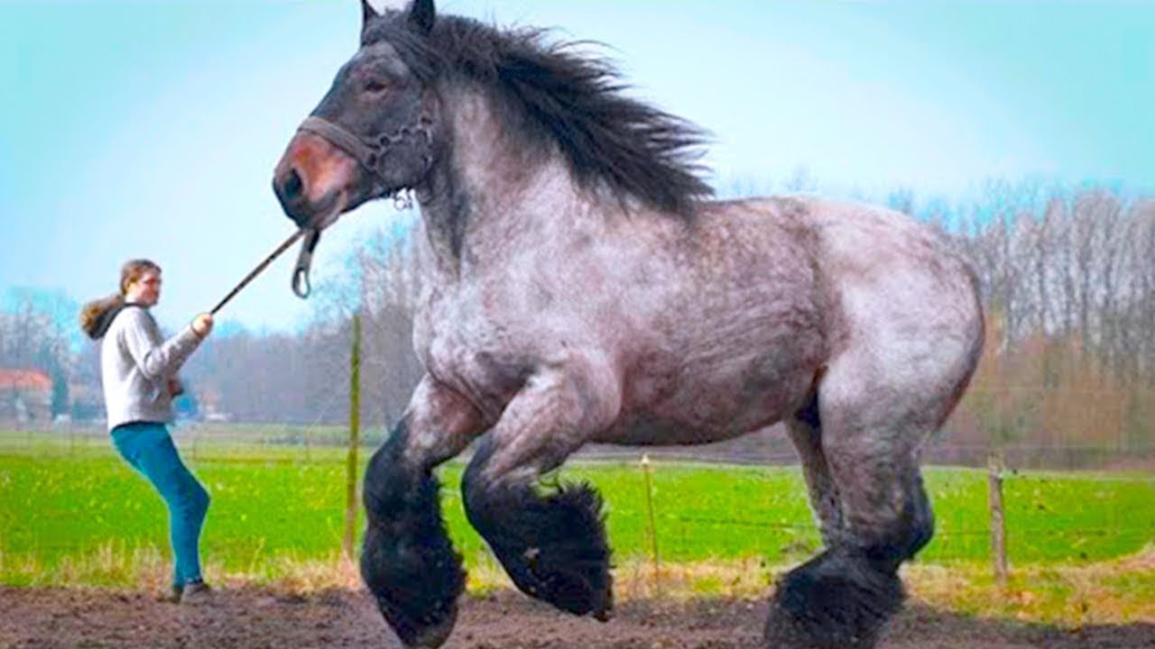 15 Animales Anormalmente Grandes Que Realmente Existen  ..