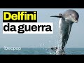 Delfini militari da guerra: a cosa servono e come vengono addestrati