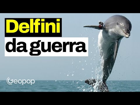 Video: I delfini sono stati usati in guerra?