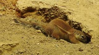 穴を掘るケープアラゲジリス　African ground squirrel　2018 0502