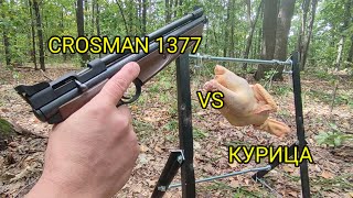 Crosman 1377, American Classic, против курицы. Самый мощный пневматический пистолет