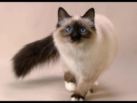 Лучшая порода кошек для квартиры: советы фелинологов