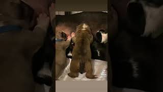 Greedy English Bull Terrier Puppy