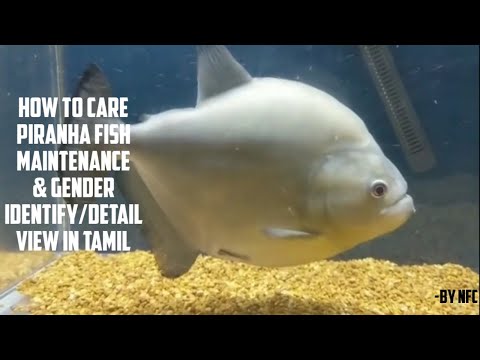 タミル語でピラニアの魚/餌/水槽のセットアップ/繁殖/性別を特定する方法