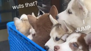 Seven Husky Puppies Go Into Pet Store For First Time! by HUNGRY HUSKY PACK 4,505 views 1 year ago 1 minute