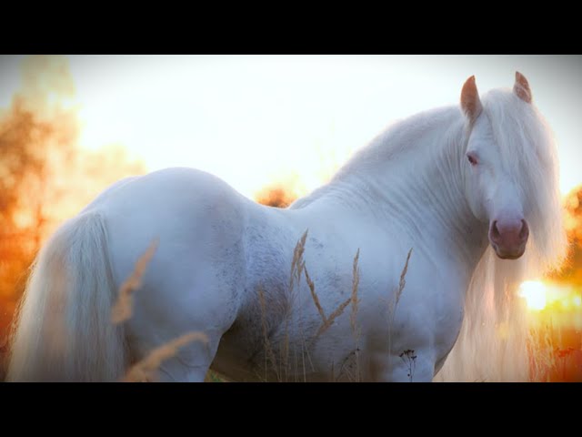 Majestic Beauty - Stunning Black Horse