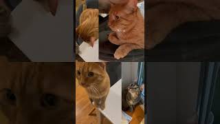 Music for anxious cats #calmmusicforcats #cat #catrelaxation