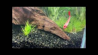 Koi Care Hoekschewaard Gaat Meer Doen Met Aquascaping Hier Een Eerste Bakkie Om Te Testen