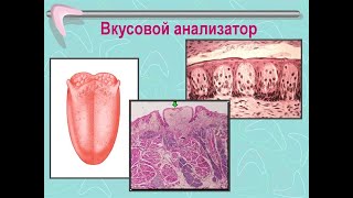 Лабораторная работа Определение порогов вкусовой чувствительности