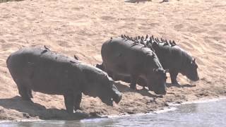 Hippopotamuses and Red-billed Oxpeckers