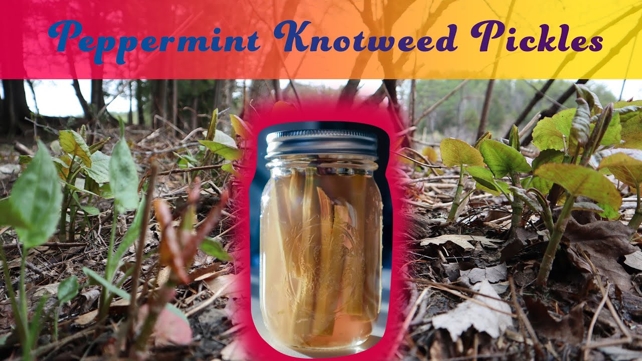 How to Make Peppermint Knotweed Pickles, A Singalong Recipe YouTube