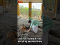 साक्षात चैतन्य महाप्रभु के चरण चिह्न के दिव्य दर्शन : झारखण्ड के जंगलों का गुप्त रहस्य #LalGovindDas