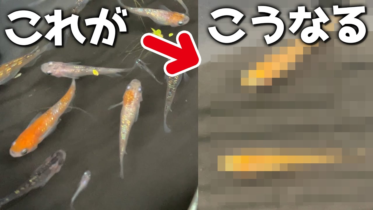 Improved killifish reverts to its ancestors for some reason? - YouTube Improved killifish reverts to its ancestors for some reason? - YouTube