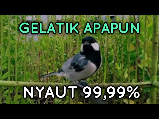 Ampuh!! Untuk pancingan gelatik batu supaya GACOR class=