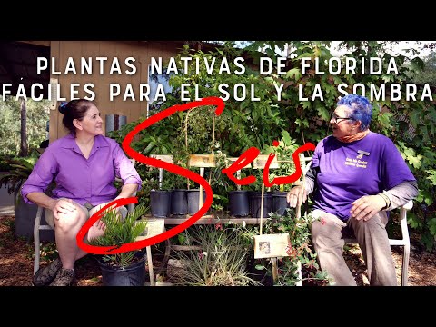 seis plantas nativas de Florida fáciles para el sol y la sombra