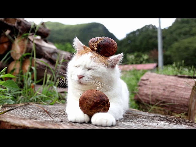 のせ猫 x 松茸 matsutake mushroom 2017