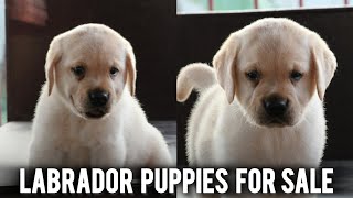 Labrador Puppies For Sale | labrador dog | More Details On My Description.#labrador#trending#dog#pup by STARZ KENNEL 597 views 3 months ago 2 minutes, 31 seconds
