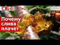 Камедетечение косточковых - лечение гоммоза плодовых деревьев