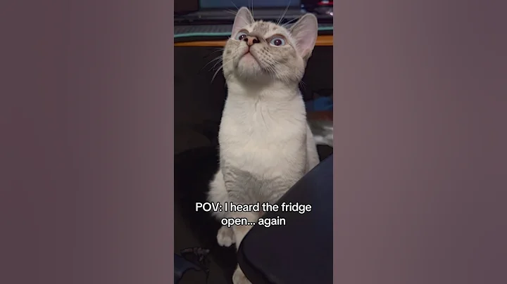 Another day, another snack heist 😼 #fyp #POV #FunnyCats #Relatable #cat #funny