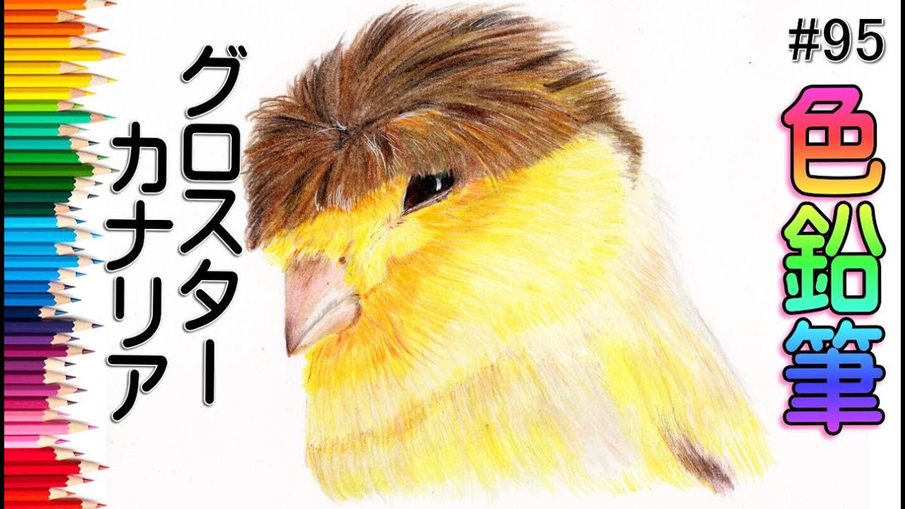 グリスターカナリア 色鉛筆画 イラスト 絵画 初心者でも簡単な描き方 Colored Pencils Painting Beginner Art 95 Youtube