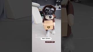 택배아조씨 김홀리 #funny #cute #강아지 #schnauzer #puppy #슈나우저홀리 #pets #반려견
